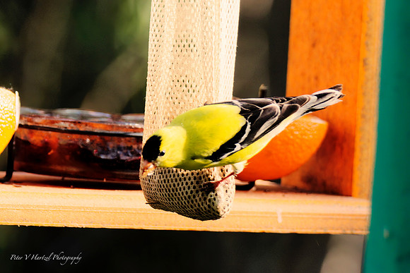 Goldfinch in the golden hour-PVH