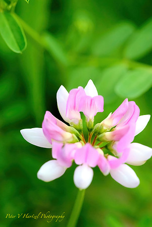 Pink and white Beauty