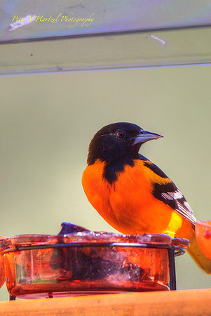 Baltimore Oriole in spring