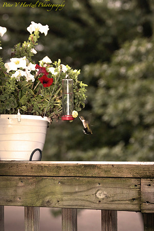 Humming Bird-soft light
