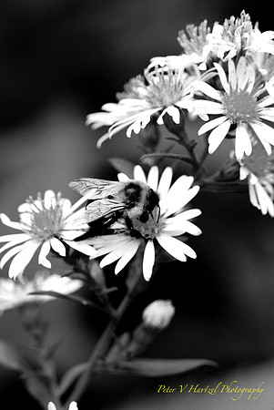 Bee-Black & White Photographic filter