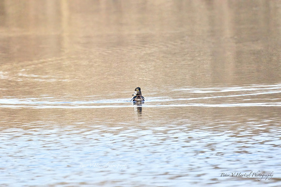 Ring-necked Duck