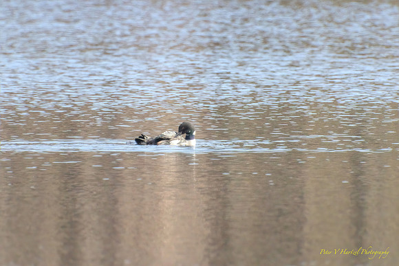 Loon on pond- soft light