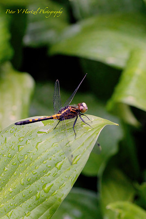 Black and Orange Dragonfly
