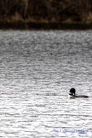 A Loon on the Pond