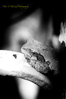 Tree Frog-spotlight B+W