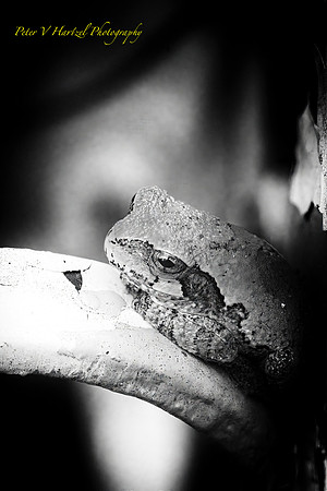 Tree Frog-spotlight B+W