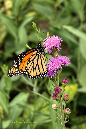 Monarch in the sun