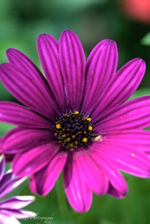 pink daisy