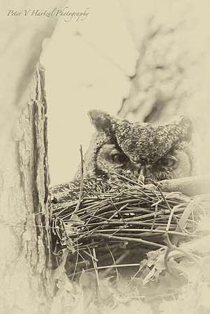 Great Horned Owl Eyes-Old style