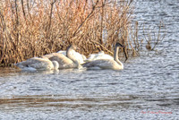 Trumpter Swans in the Golden hour