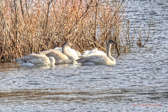 Trumpter Swans in the Golden hour