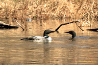 Loons in a stare