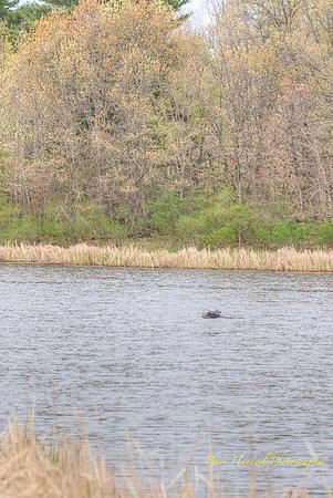 Great Blue Heron in Flight
