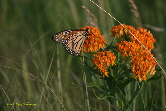 Monarch Butterfly in praire grass