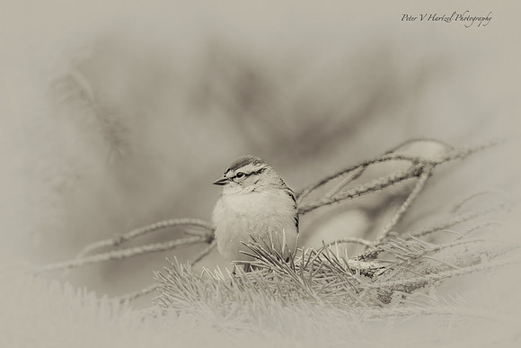 Chipping Sparrow in Pine tree old- High res -PVH