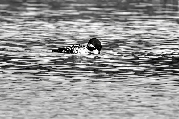 Loon fishing in the pond-high res PVH