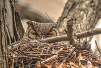 Great Horned Owl-vibrant w:warming filter-PVH