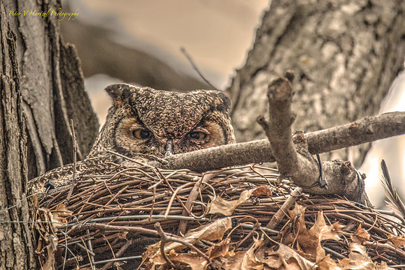 Great Horned Owl-vibrant w:warming filter-PVH