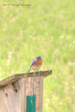BlueBird-PVH
