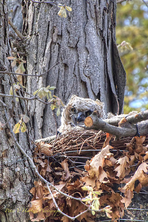 Great Horned Owlet-PVH
