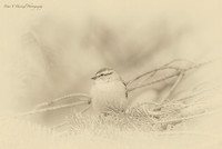 Chipping Sparrow in Pine tree-PVH