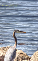 Blue Heron