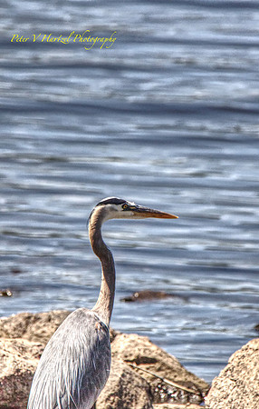 Blue Heron