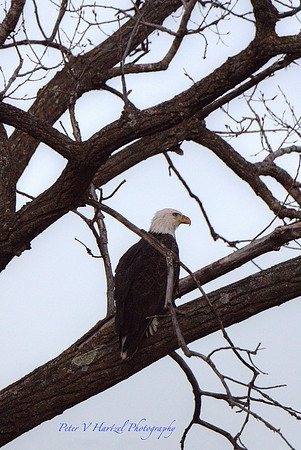 Majestic Freedom