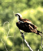 Osprey on the Hunt