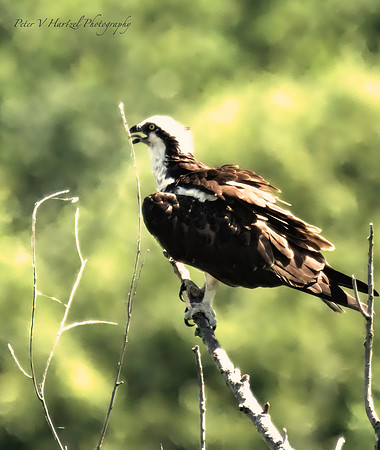 Osprey on the Hunt
