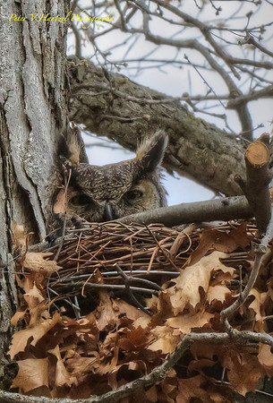 Owl Eyes-Horned Owl