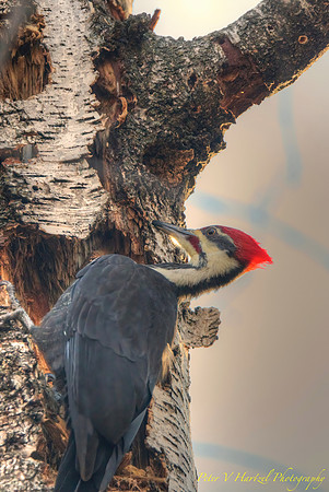 Pileated Woodpecker