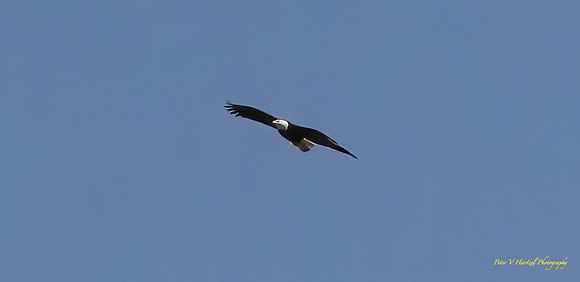 Soaring Eagle