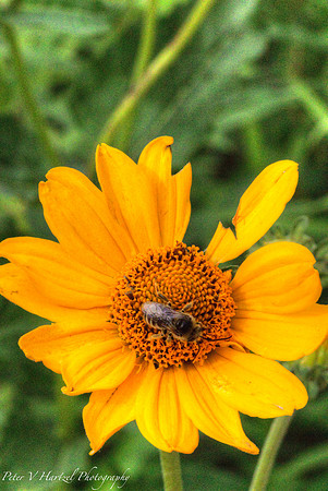 Bee on Daisy