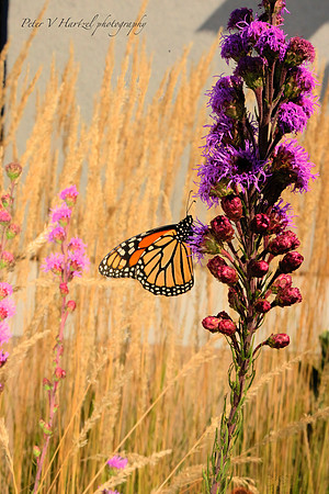 Moving toward the Sun-Monarch