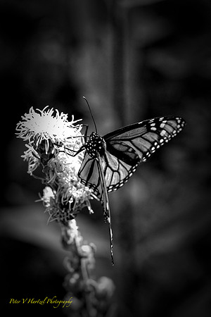 Royal Beauty-BW in soft light and warming filter