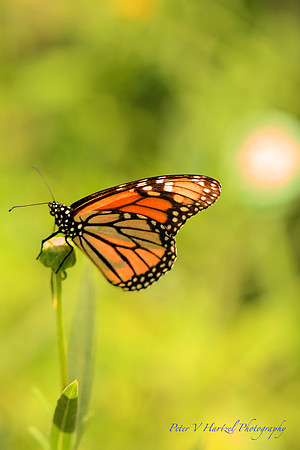Royal Butterly enjoying the Sunshine