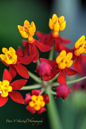 Dancing Flowers