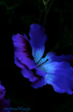 flower in the darkness