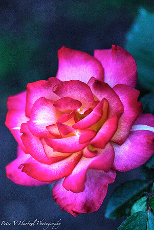 Garden Rose