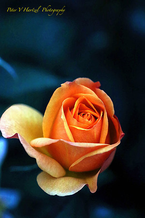 Orange Garden Rose