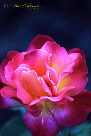 Pink Garden rose in soft light