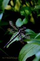 Black and gold dragonfly-focus stacked