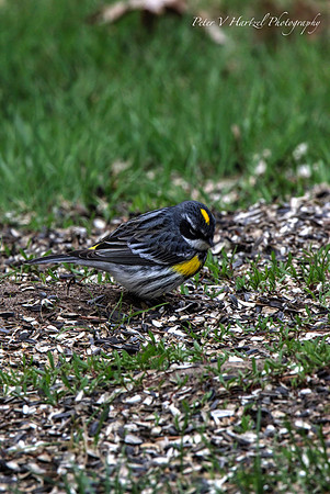 Yellow-rumped Warbler-PVH