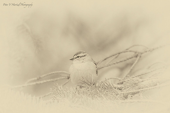 Chipping Sparrow in Pine tree-PVH