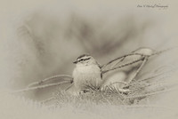Chipping Sparrow in Pine tree old- High res -PVH