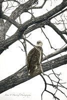 Bald Eagle, smooth light-B+W-High resolution PVH