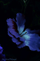 Flower in the darkness-PVH