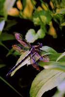 Black and gold dragonfly-High resolution PVH